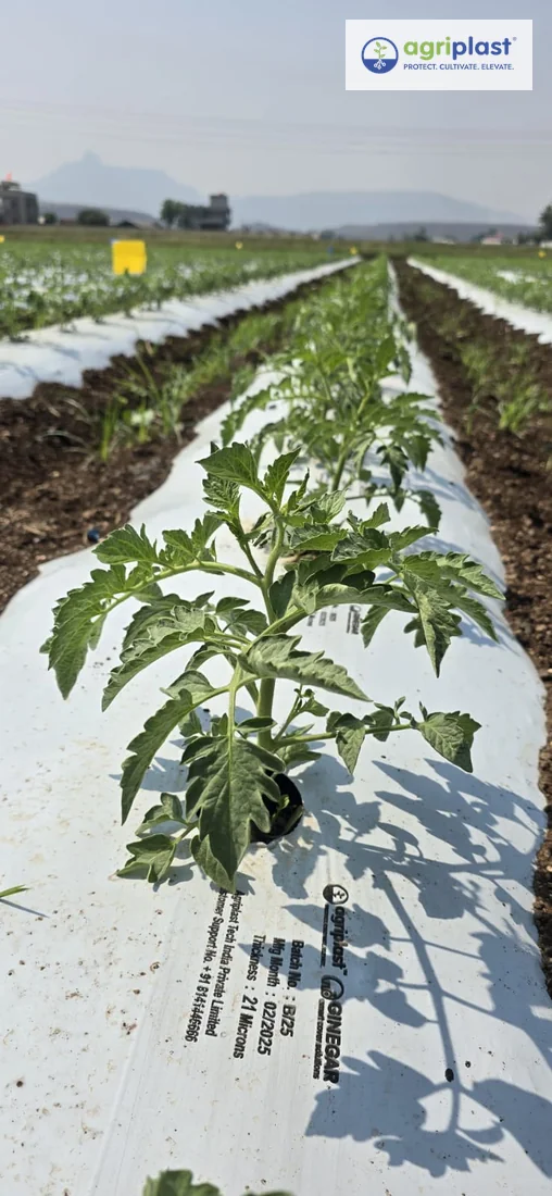Young tomato seedlings planted through Agriplast Ginegar 21-micron silver-white mulching film on raised beds in Maharashtra open field